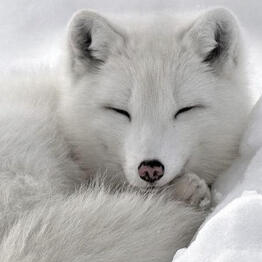 ARCTIC FOX