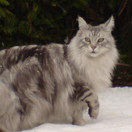 MAINE COON CAT