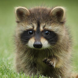 RACCOON